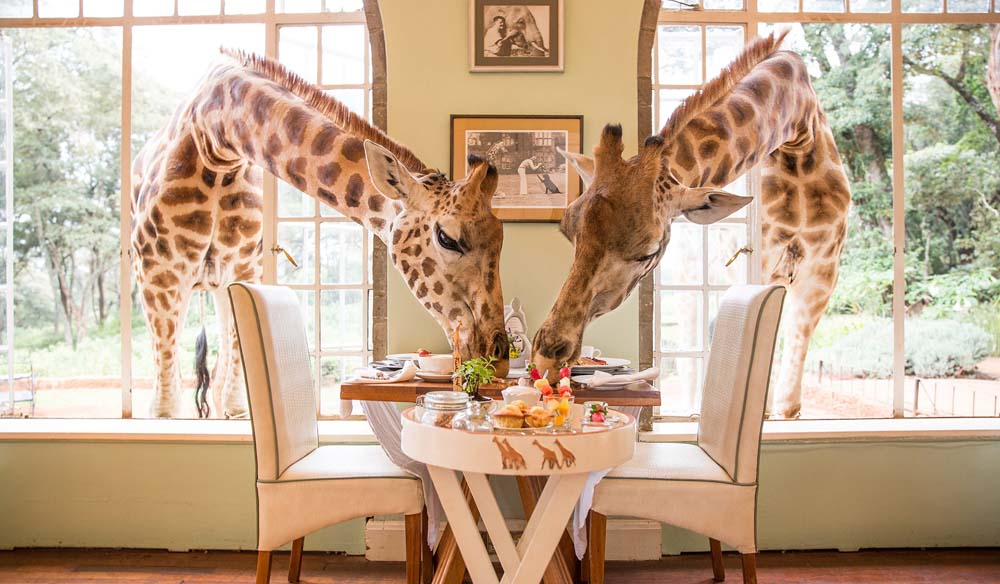 An image of giraffes