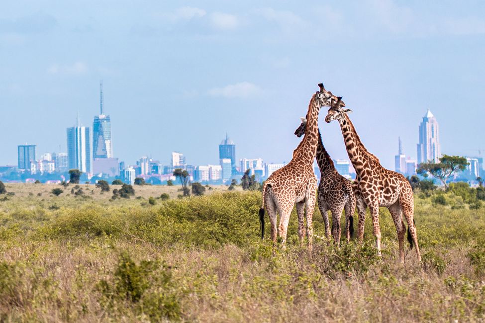 An image of Giraffes in NAirobi National Park